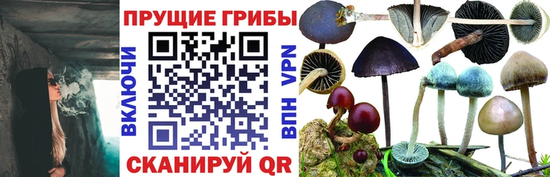 Купить где  Бирск  Галлюциногенные грибы Psilocybine cubensis 